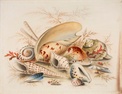 Study of Sea Shells, 1876 by Joseph Smith